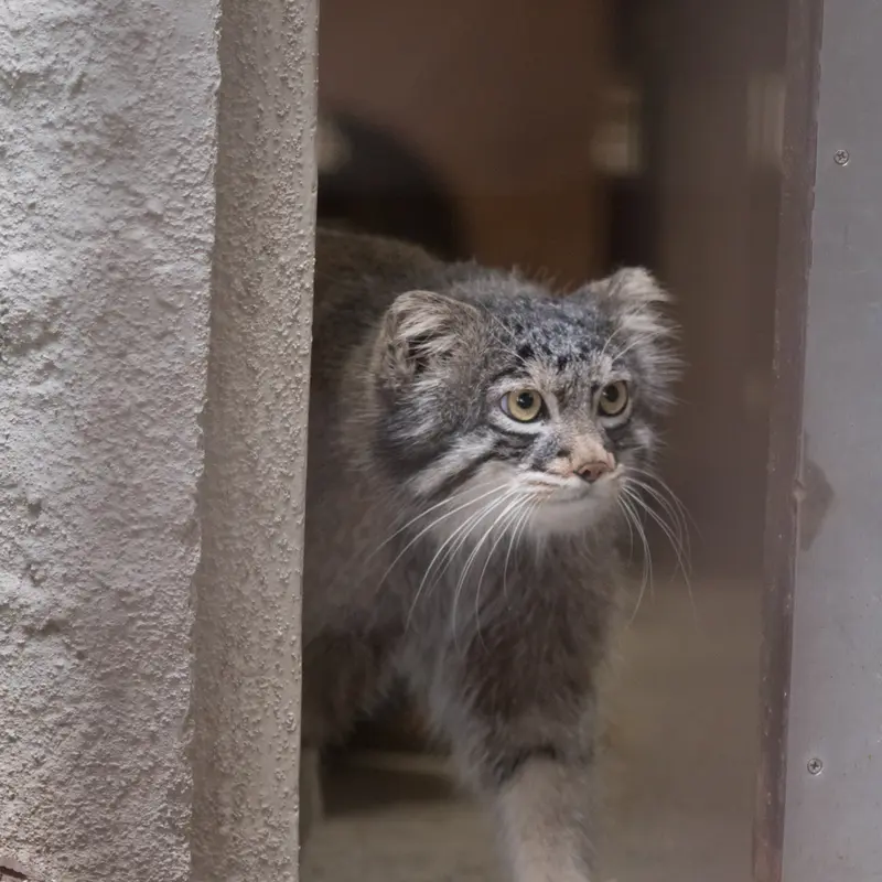 Фотография Фиги в Зоопарке Ногеяме