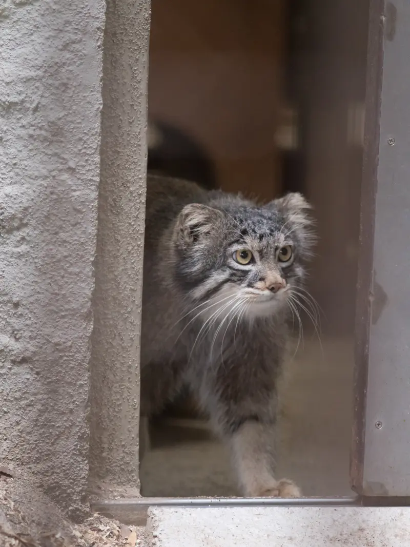 Фотография Фиги в Зоопарке Ногеяме
