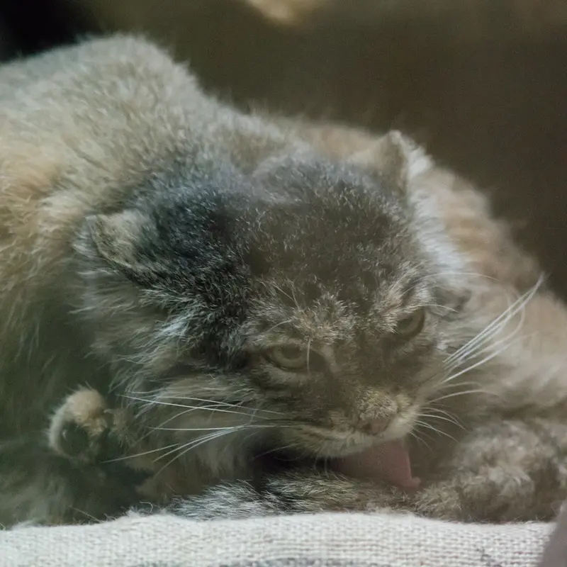 Фотография Примулы в Зоопарке Уено