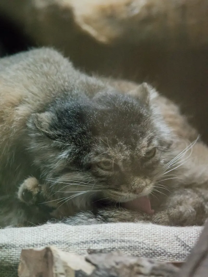Фотография Примулы в Зоопарке Уено