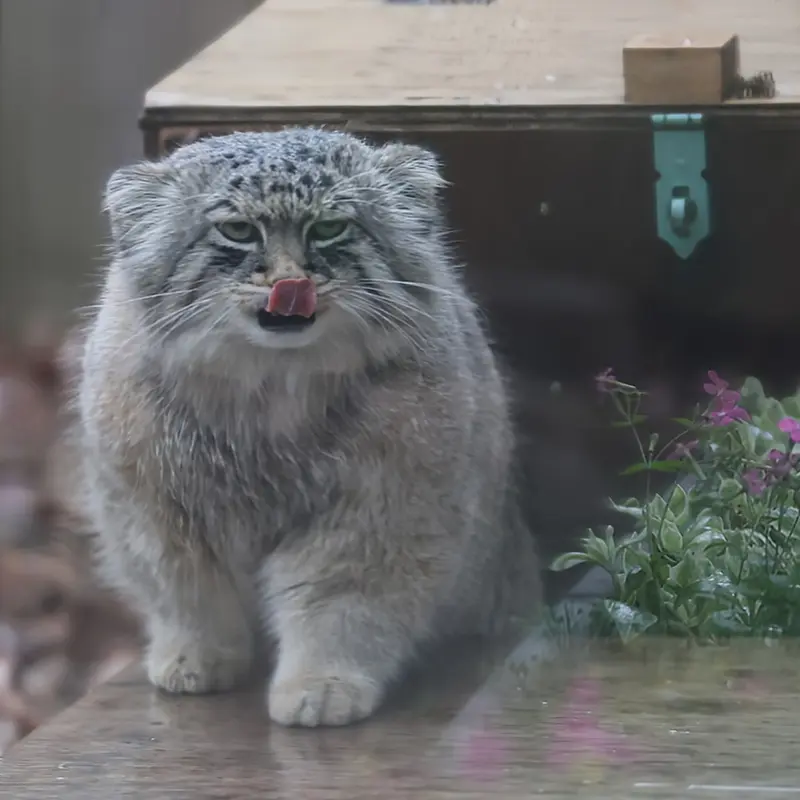 Фотография Лотоса в Детском зоопарке Сайтама