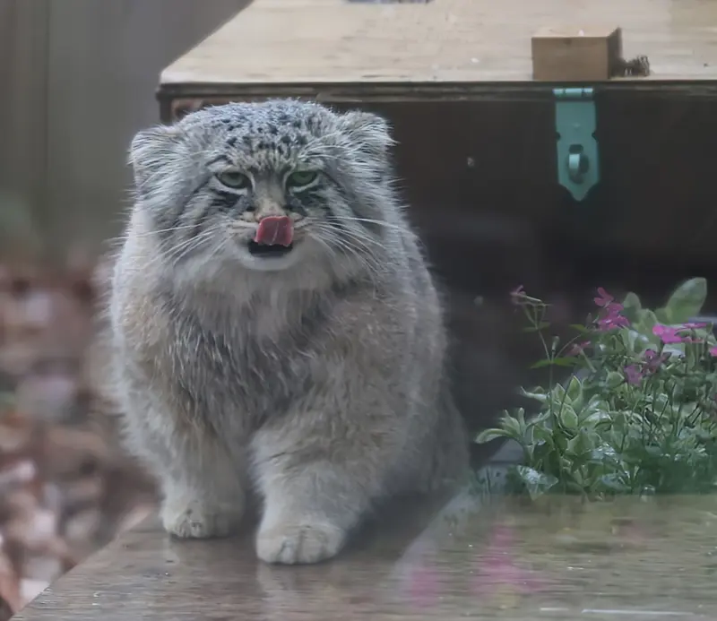 Фотография Лотоса в Детском зоопарке Сайтама