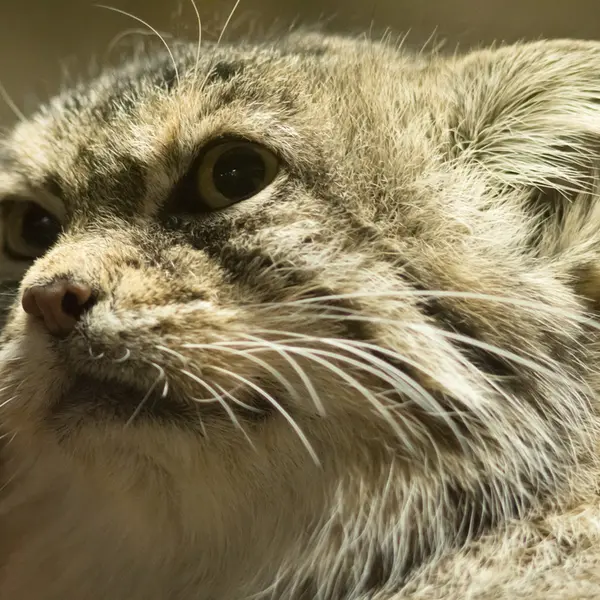 Фотография Примулы в Зоопарке Уено