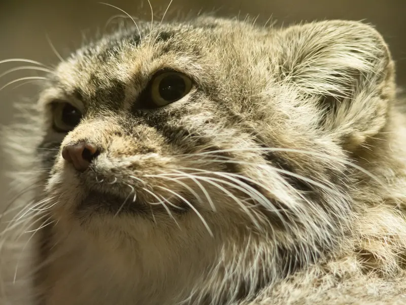 Фотография Примулы в Зоопарке Уено