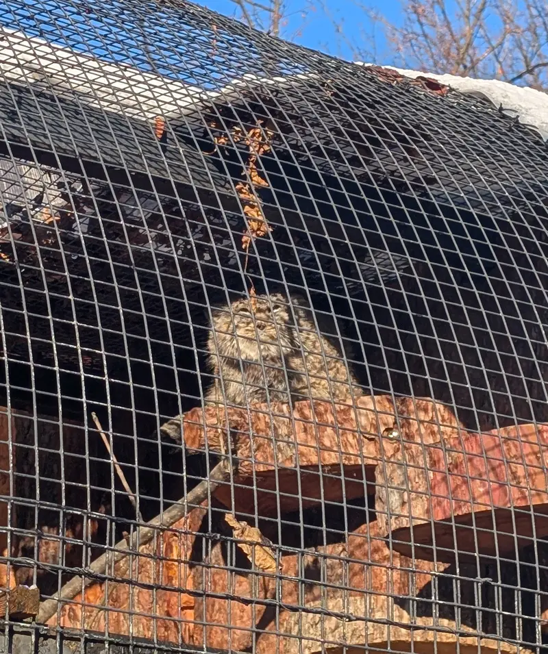 Фотография Свэна в Ленинградском Зоопарке