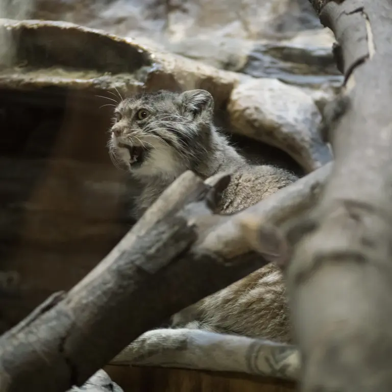 Фотография Примулы в Зоопарке Уено