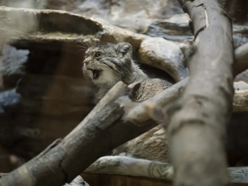 Фотография Примулы в Зоопарке Уено