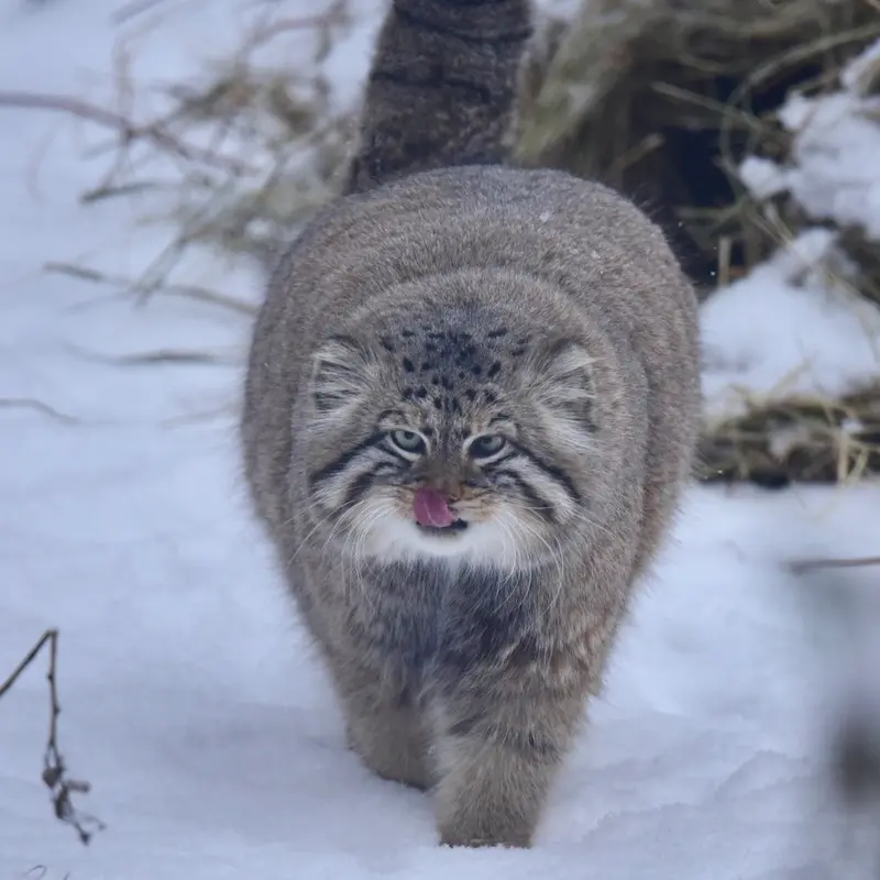 Фотография с манулом в Новосибирском Зоопарке