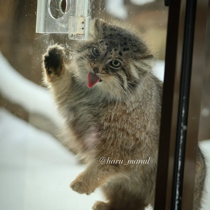 Фотография Полли в Царстве Животных Насу