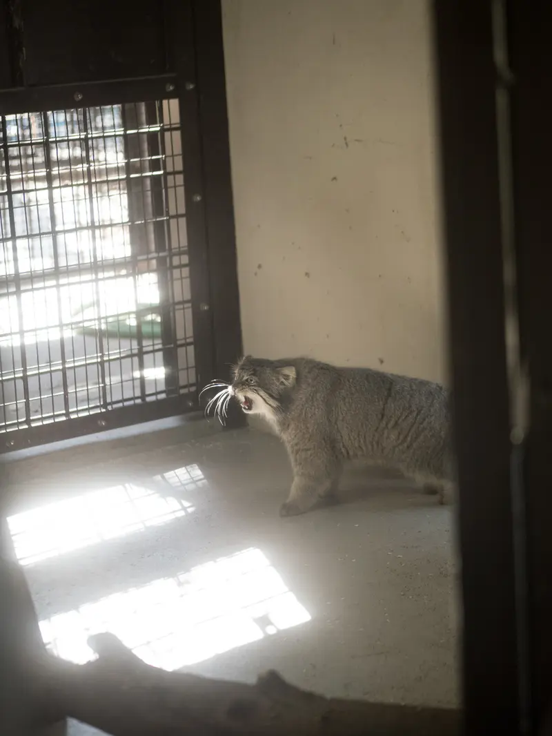 Фотография Фиги в Зоопарке Ногеяме