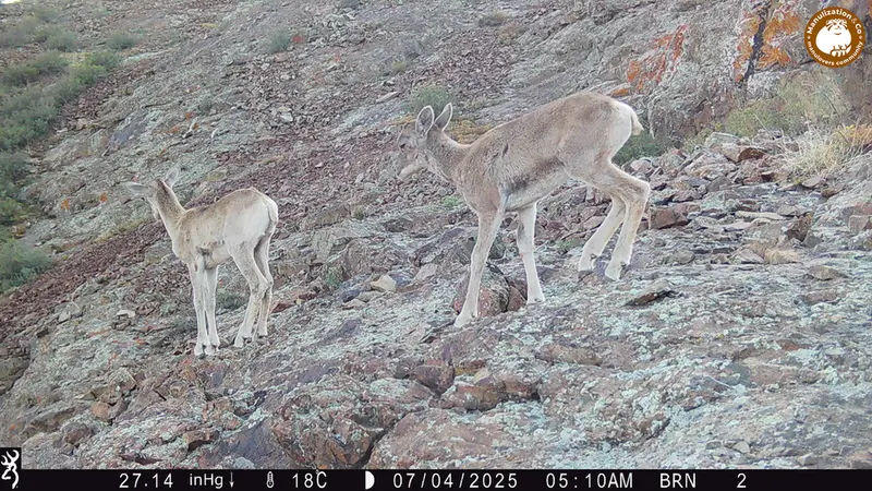 Фотография Аргали с фотоловушки Жанатор [новинка]