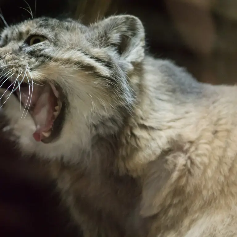 Фотография Примулы в Зоопарке Уено