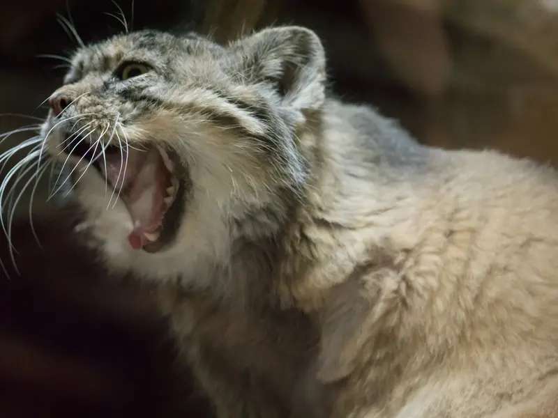 Фотография Примулы в Зоопарке Уено