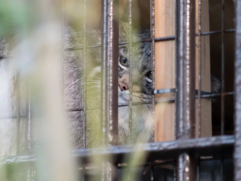Фотография Фиги в Зоопарке Ногеяме
