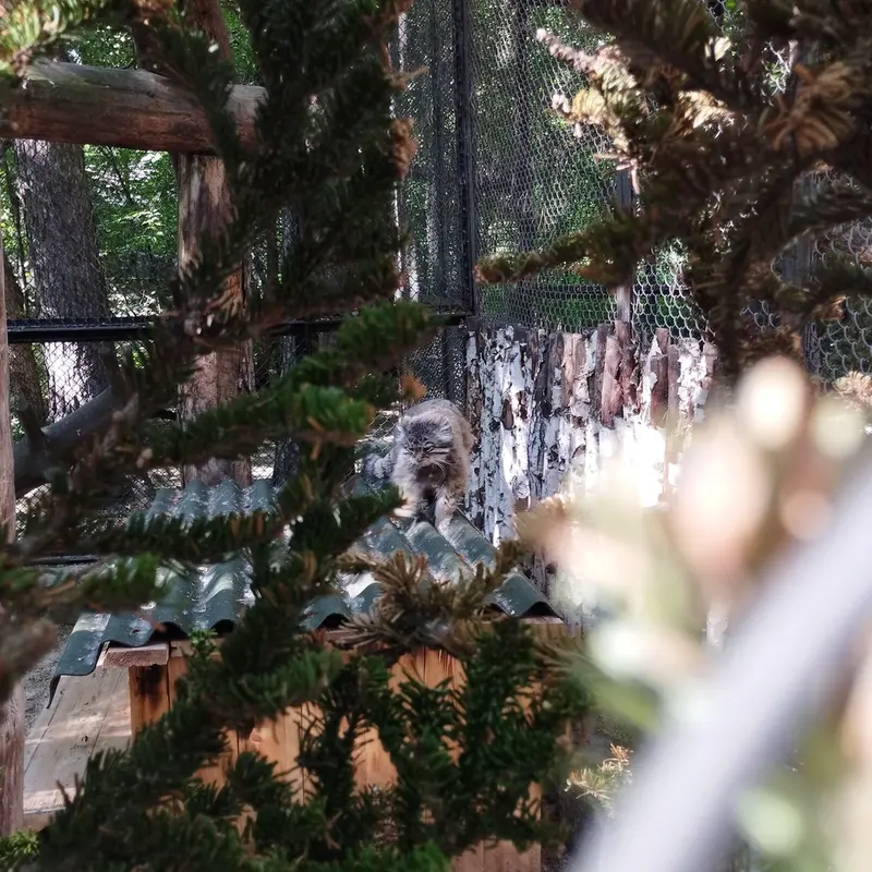 Фотография Зеленогорска в Новосибирском Зоопарке