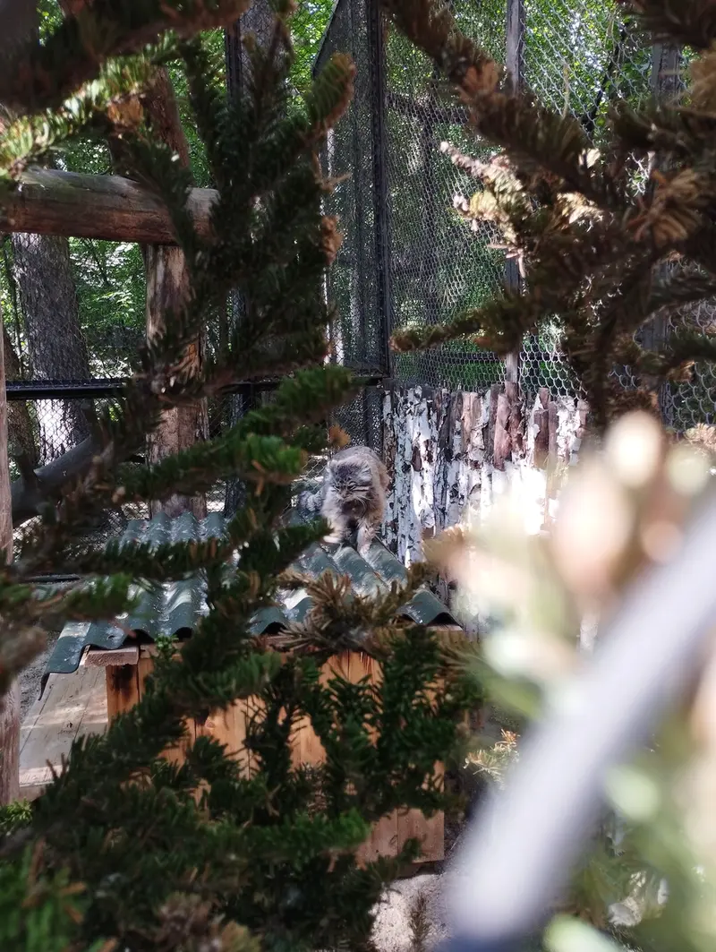 Фотография Зеленогорска в Новосибирском Зоопарке