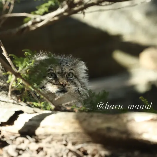 Фотография Полли в Царстве Животных Насу