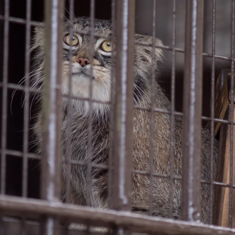 Фотография Фиги в Зоопарке Ногеяме