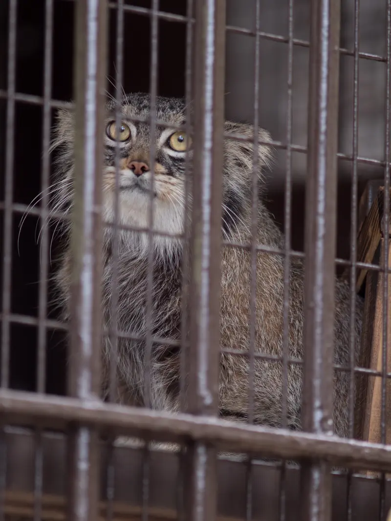 Фотография Фиги в Зоопарке Ногеяме