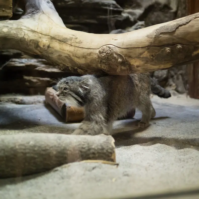 Фотография Клёна в Зоопарке Уено