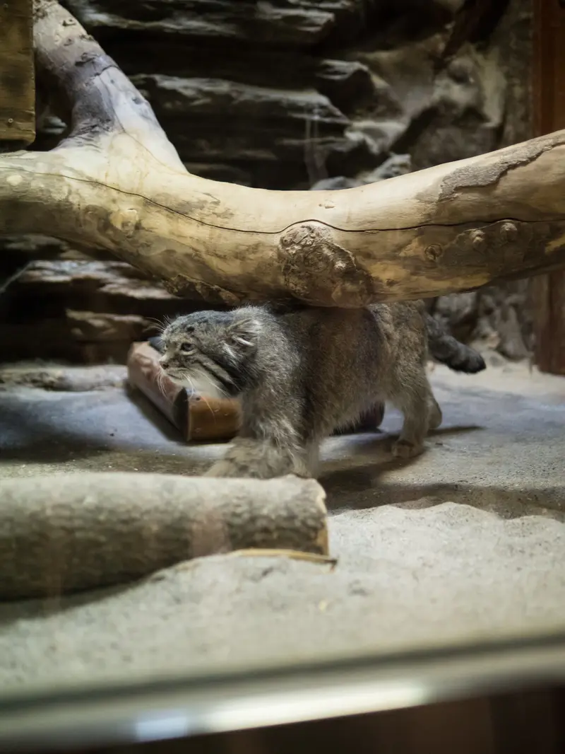 Фотография Клёна в Зоопарке Уено