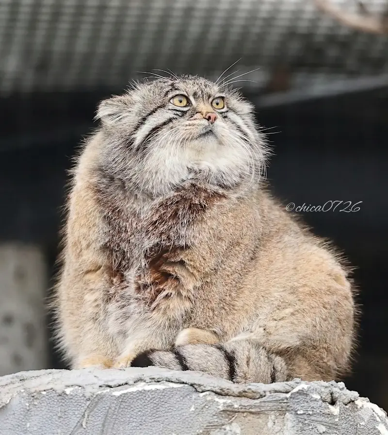 Фотография с манулом