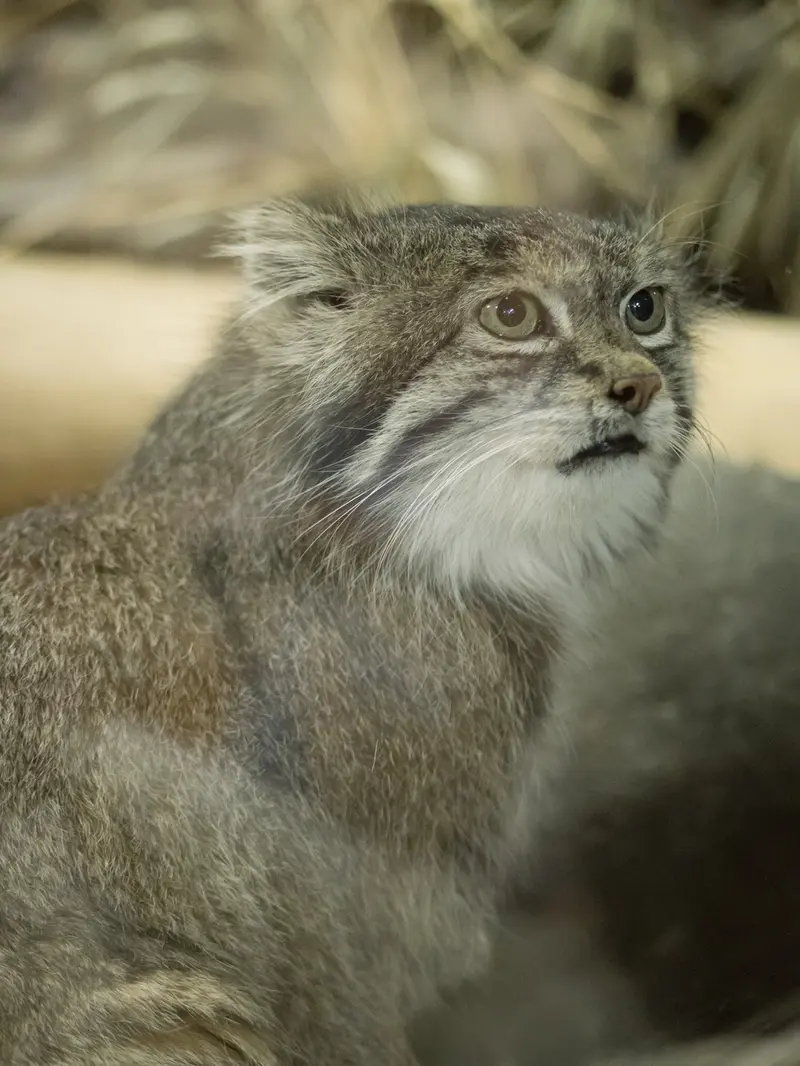 Фотография Клёна в Зоопарке Уено