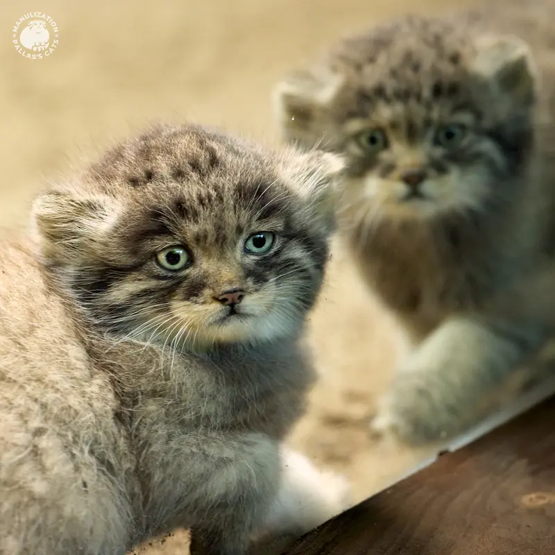 Фотография Саран и Туя́ в Ла Торбиере