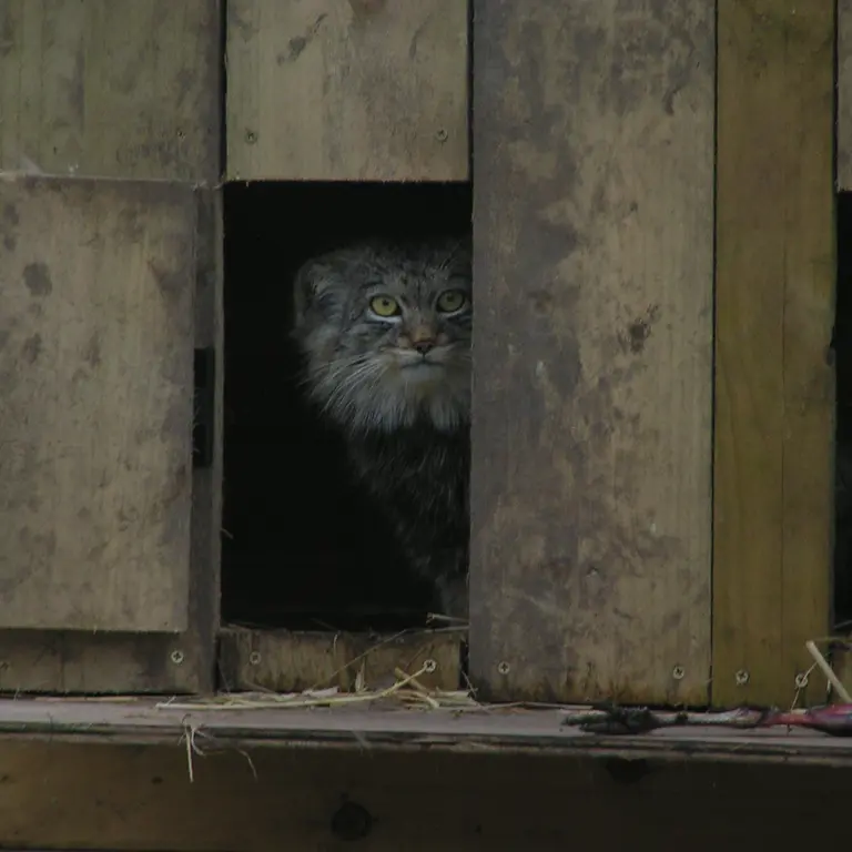 Фотография Алтая в Лэйклэнде Вайлдлайф Оазисе