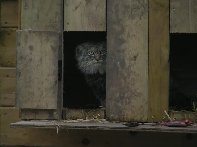 Фотография Алтая в Лэйклэнде Вайлдлайф Оазисе