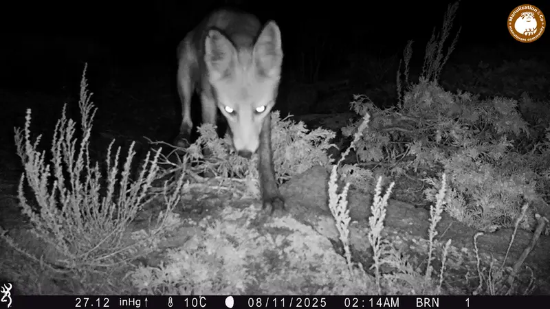 Фотография Рыжаи Лисица с фотоловушки Шубарайгыр [новинка]