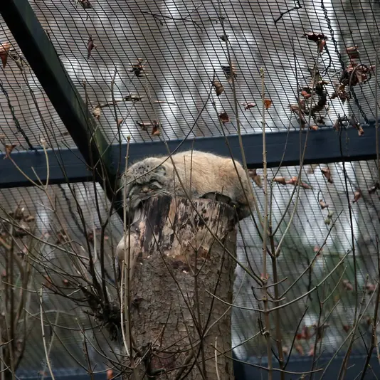 Фотография Саяна в Гданском Зоопарке