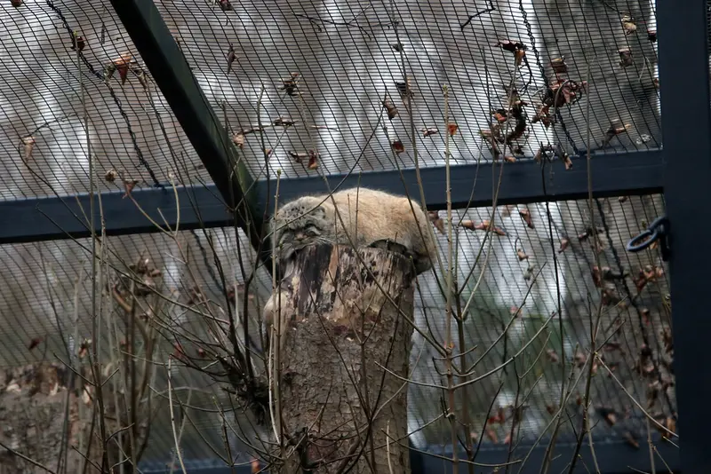 Фотография Саяна в Гданском Зоопарке