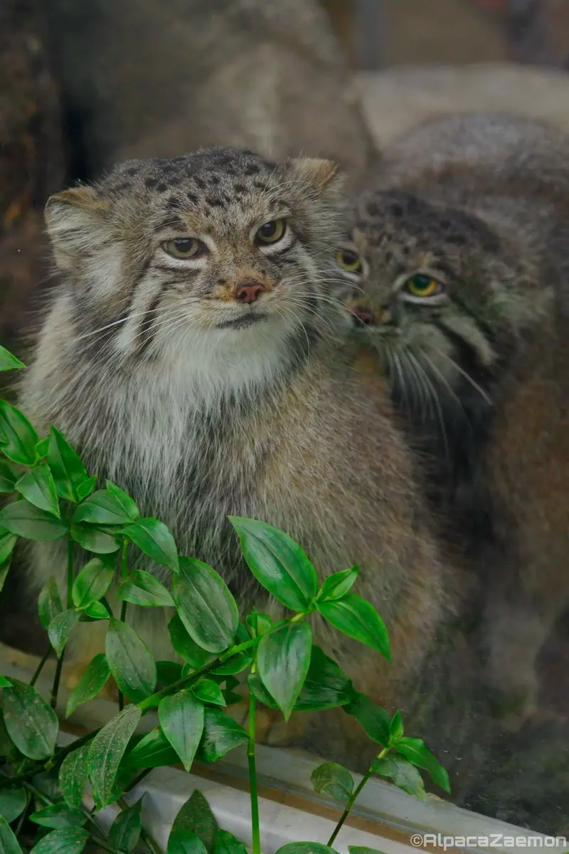 Фотография Аз и Нара в Царстве Животных Кобе