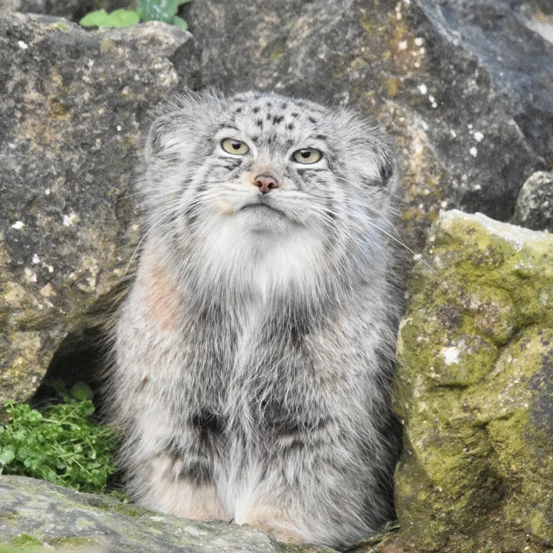 Фотография Наму в Парке диких животных Порт-Лимпн