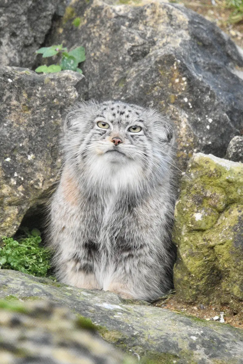 Фотография Наму в Парке диких животных Порт-Лимпн