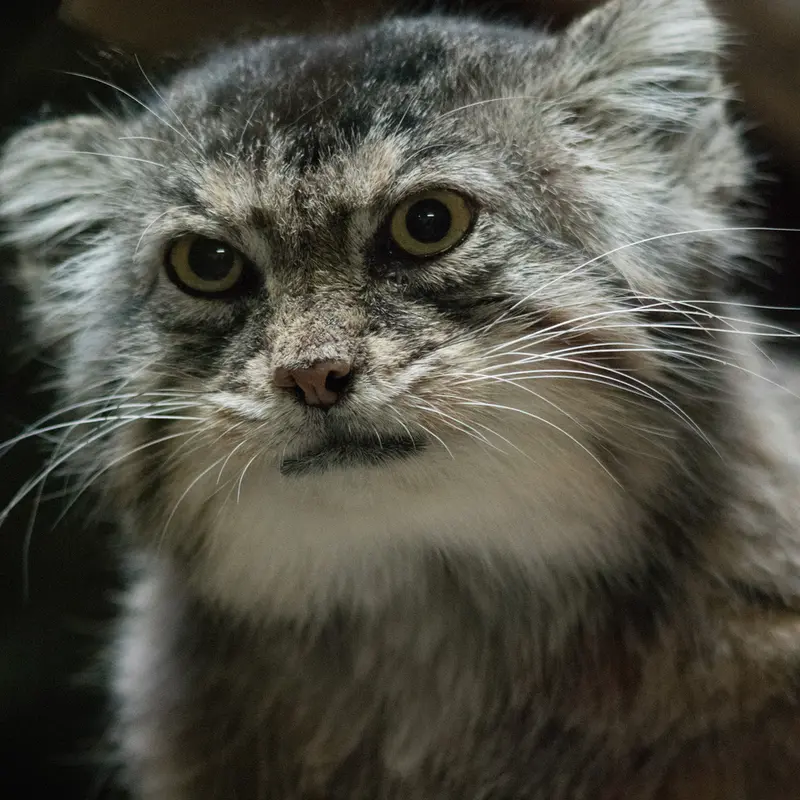 Фотография Примулы в Зоопарке Уено