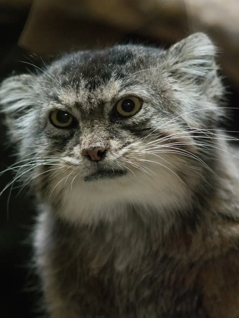 Фотография Примулы в Зоопарке Уено