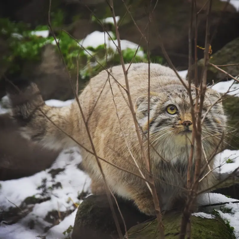 Фотография Люси в Будапештском Зоопарке