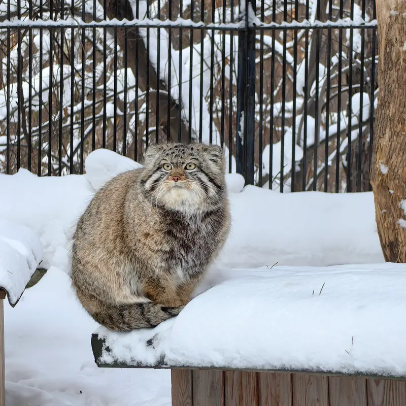 Фотография Евчонока 2023 Г.р. Ⅳ в Новосибирском Зоопарке