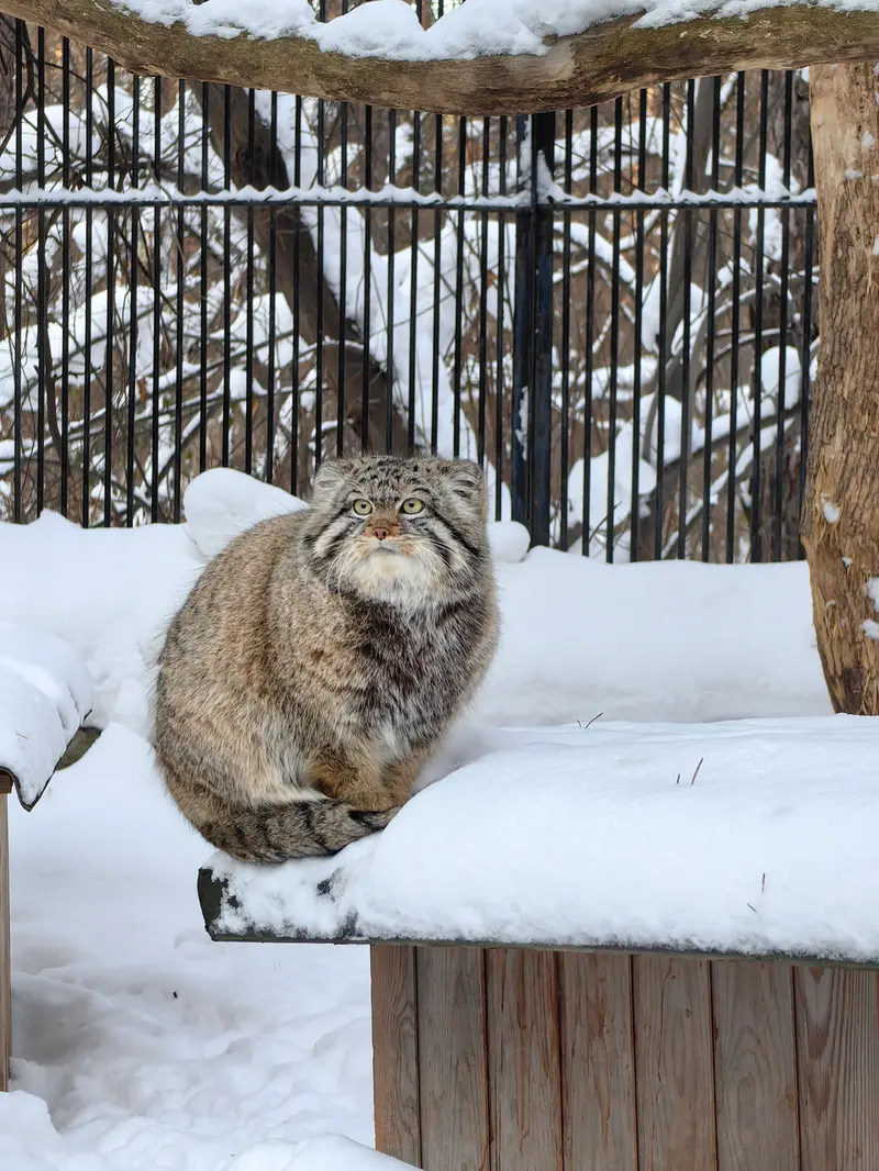Фотография Евчонока 2023 Г.р. Ⅳ в Новосибирском Зоопарке