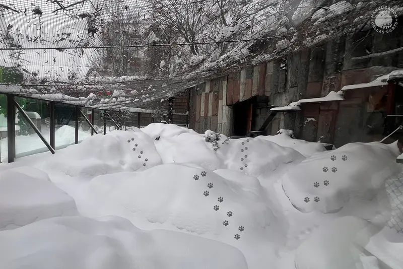 Фотография с манулом в Московском Зоопарке