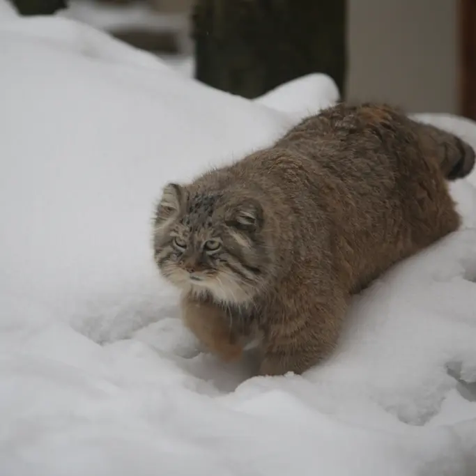 Фотография Мануэля в Гданском Зоопарке