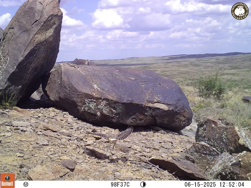 Фотография с манулом с фотоловушки Кошкар [новинка]