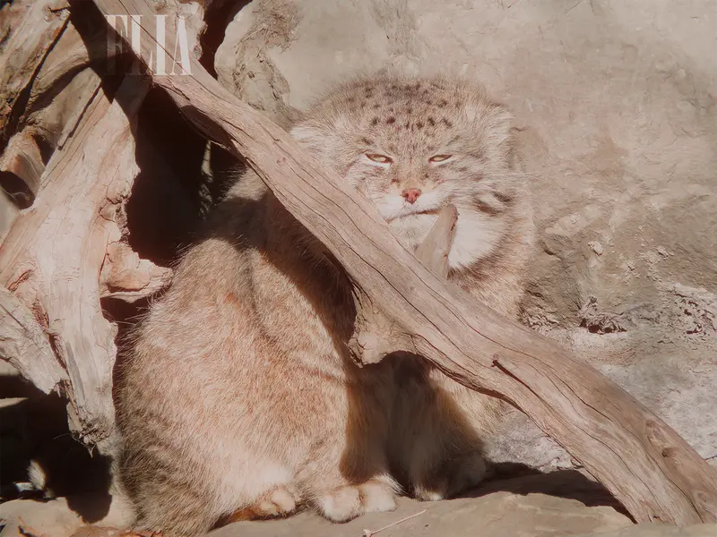 Фотография Олафа в Зоопарке Калгари / Институте Уайлдере