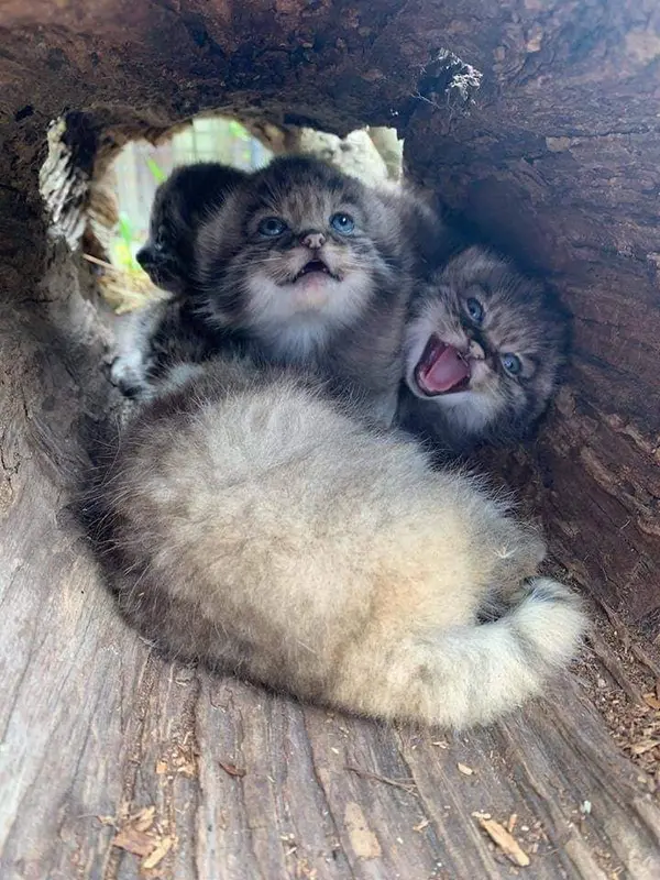 Фотография с манулом