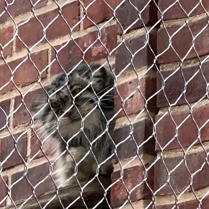 Фотография с манулом в Зоопарке Проспект-парка