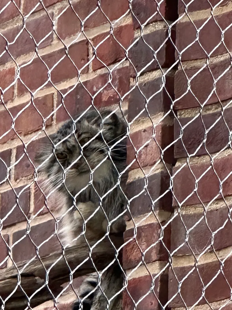 Фотография с манулом в Зоопарке Проспект-парка