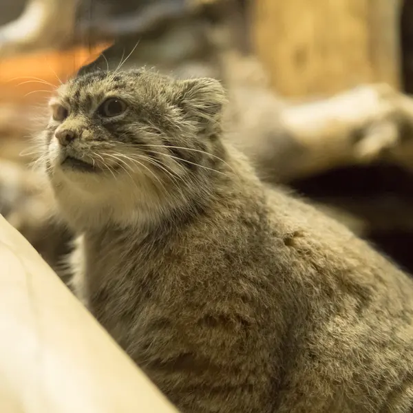 Фотография Примулы в Зоопарке Уено