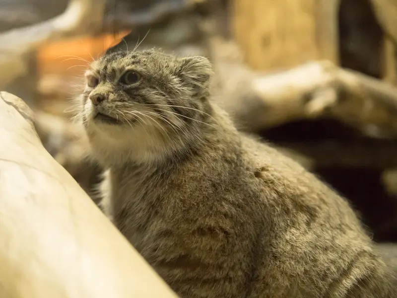 Фотография Примулы в Зоопарке Уено